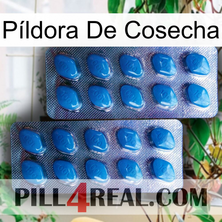 Píldora De Cosecha viagra2